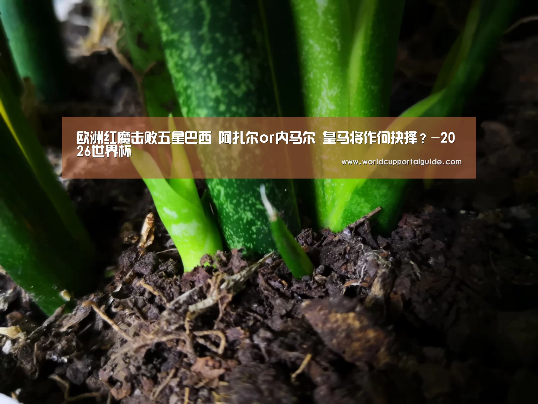 世界杯买球网站